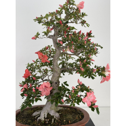 Azalea Yamato-no-kagayaki I-8043 view 2