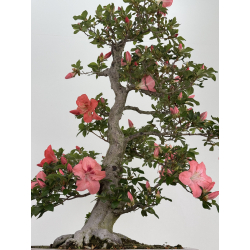 Azalea Yamato-no-kagayaki I-8043 view 3