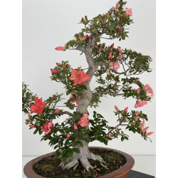 Azalea Yamato-no-kagayaki I-8043 view 4