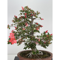 Azalea Yamato-no-kagayaki I-8043 view 5
