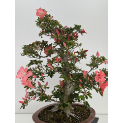 Azalea Yamato-no-kagayaki I-8043 view 6