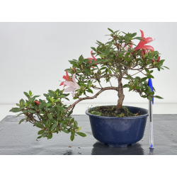Azalea I-8042