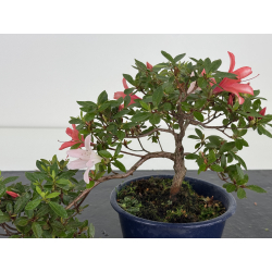 Azalea I-8042 vista 2