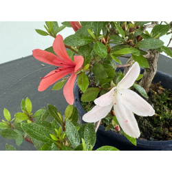 Azalea I-8042 vista 3