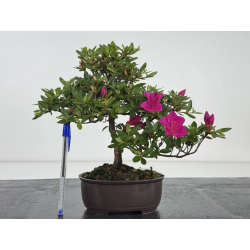 Azalea I-8044