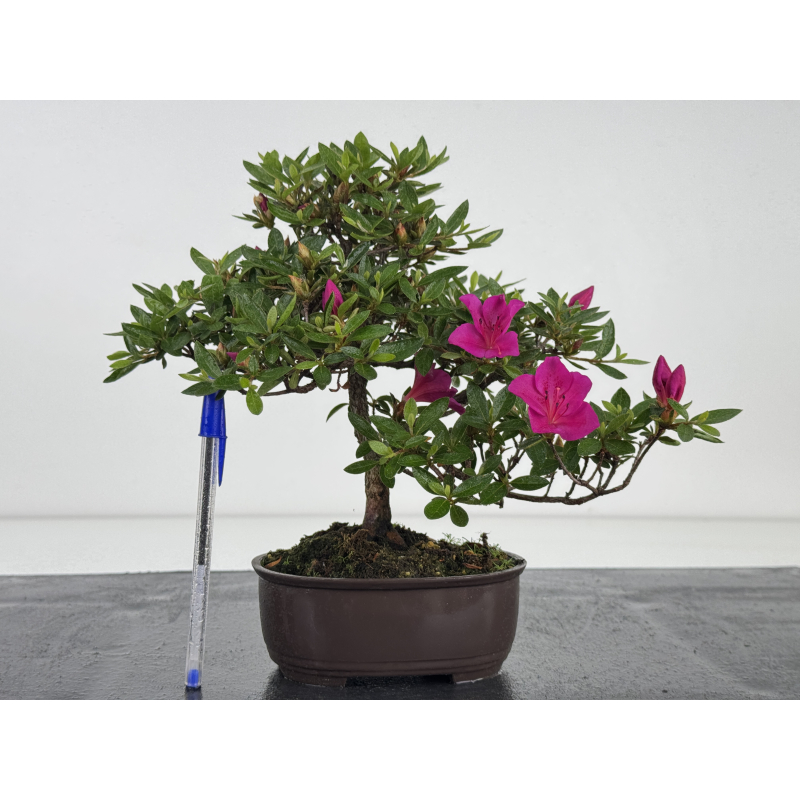 Azalea I-8044