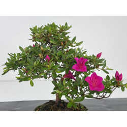 Azalea I-8044 vista 2