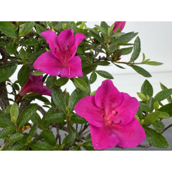 Azalea I-8044 vista 3