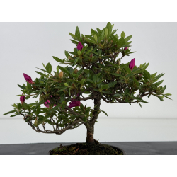 Azalea I-8044 vista 4