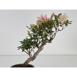 Azalea I-8045 vista 2