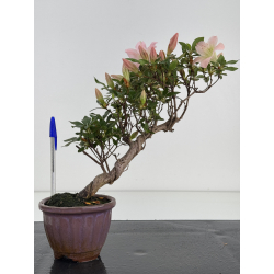 Azalea I-8045