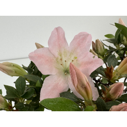 Azalea I-8045 vista 3