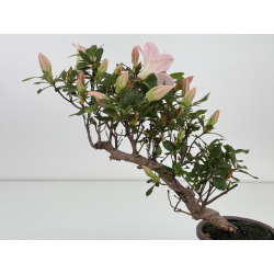 Azalea I-8045 vista 4