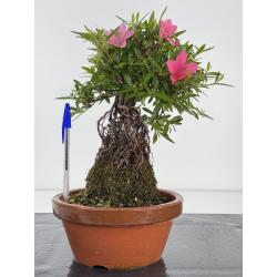 Azalea Shorin I-8046