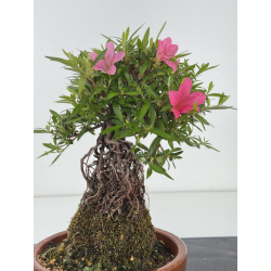 Azalea Shorin I-8046 vista 2