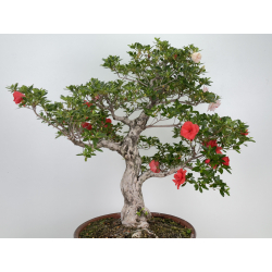 Azalea Koto-no-mai I-8047 vista 2