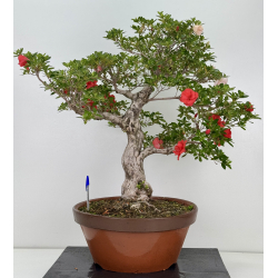 Azalea Koto-no-mai I-8047
