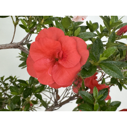 Azalea Koto-no-mai I-8047 vista 3