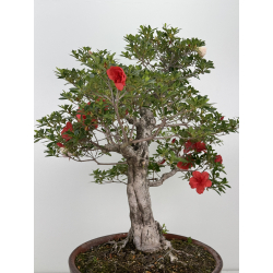Azalea Koto-no-mai I-8047 vista 4