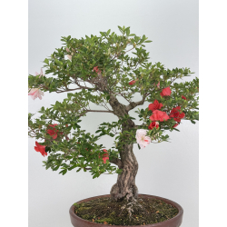 Azalea Koto-no-mai I-8047 vista 5