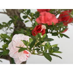 Azalea Koto-no-mai I-8047 vista 6