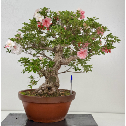 Azalea Koto-no-mai I-8048