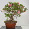 Azalea Koto-no-mai I-8048