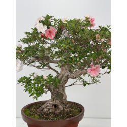 Azalea Koto-no-mai I-8048 vista 2
