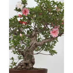 Azalea Koto-no-mai I-8048 vista 3
