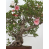 Azalea Koto-no-mai I-8048 vista 3