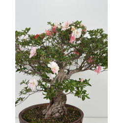 Azalea Koto-no-mai I-8048 vista 4