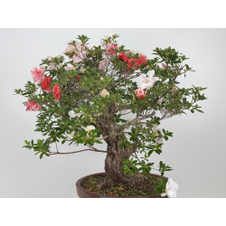Azalea Koto-no-mai I-8048 vista 5