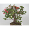 Azalea Koto-no-mai I-8048 vista 5