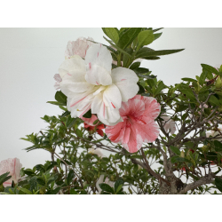 Azalea Koto-no-mai I-8048 vista 6