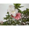 Azalea Koto-no-mai I-8048 vista 6