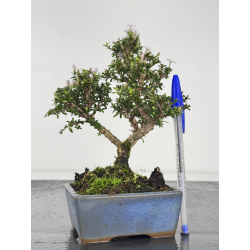 Serissa Microphylla I-8049