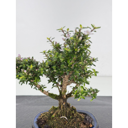 Serissa Microphylla I-8050 vista 2