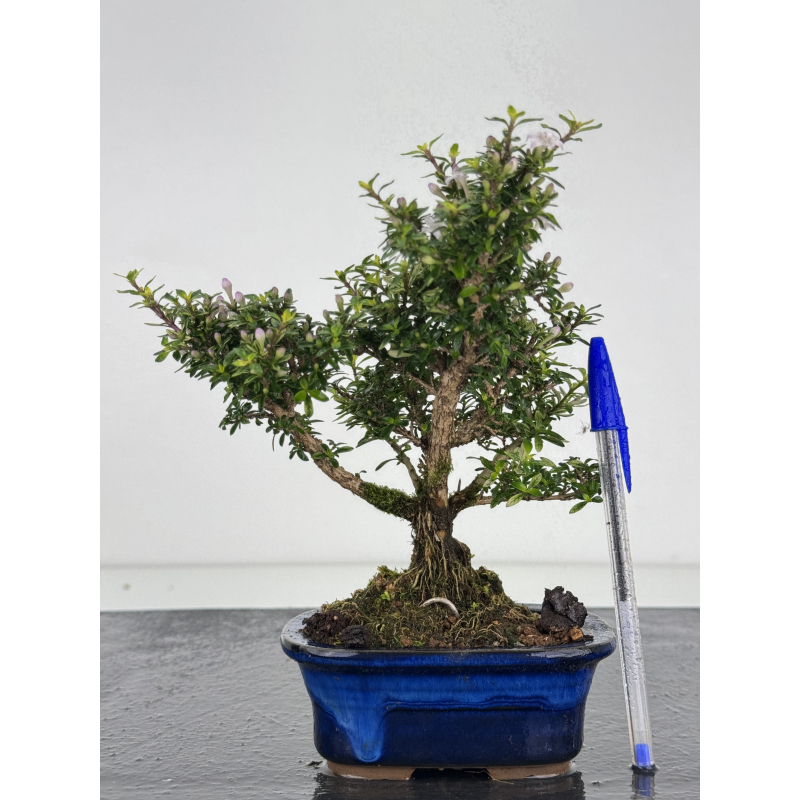 Serissa Microphylla I-8050