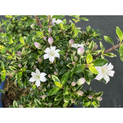 Serissa Microphylla I-8050 vista 3