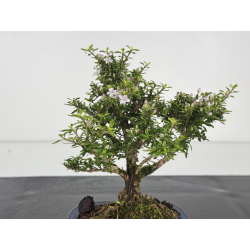 Serissa Microphylla I-8050 vista 4