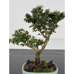 Serissa Microphylla I-8051 vista 2