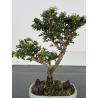 Serissa Microphylla I-8051 vista 2