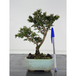 Serissa Microphylla I-8051