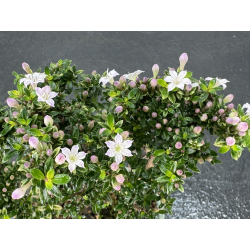 Serissa Microphylla I-8051 vista 3