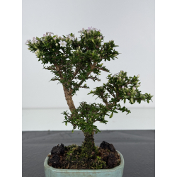 Serissa Microphylla I-8051 vista 4