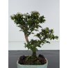 Serissa Microphylla I-8051 vista 4