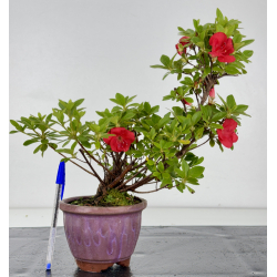 Azalea I-8045