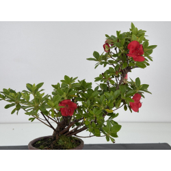 Azalea I-8045 vista 2