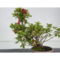 Azalea I-8045 vista 3