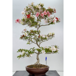 Azalea Kao I-8053